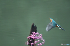 大文字草とカワセミ