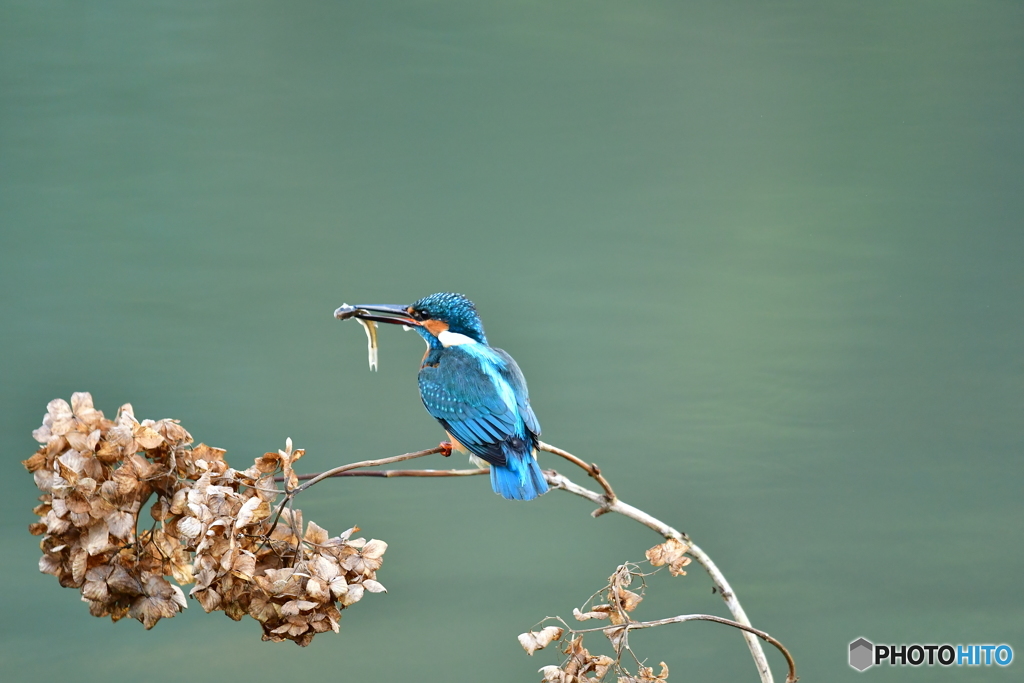 アジサイの枯れ花とカワセミ