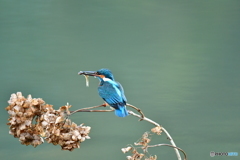 アジサイの枯れ花とカワセミ