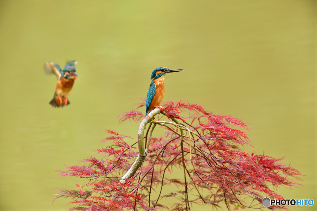 紅葉とカワセミ