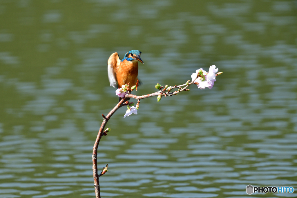 桜とカワセミ