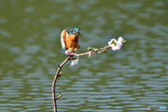 桜とカワセミ