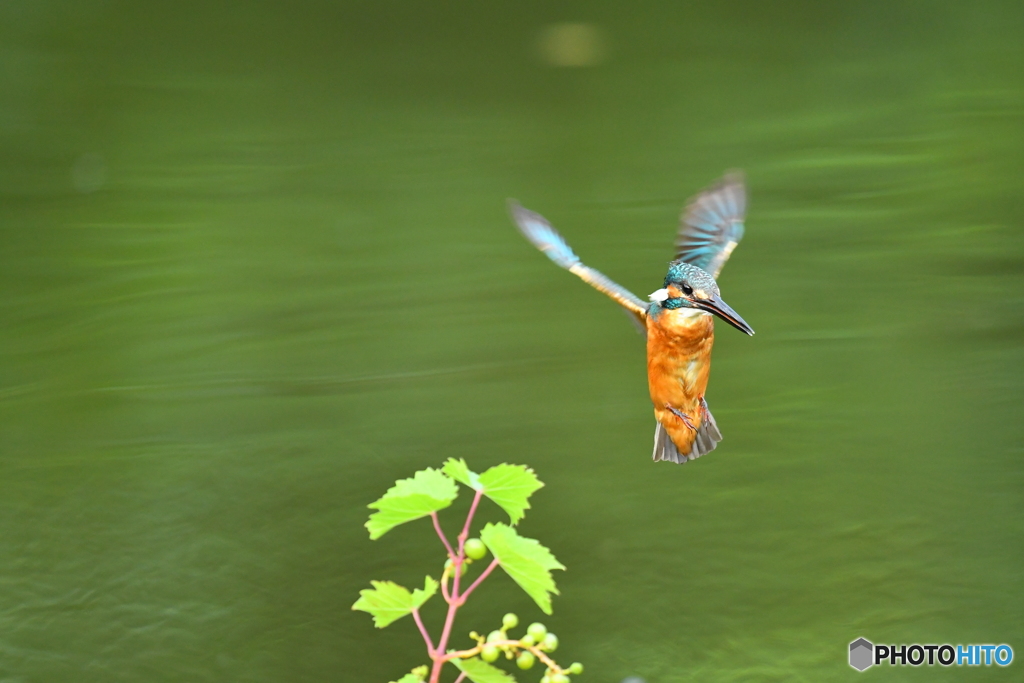 山ブドウとカワセミ