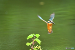 山ブドウとカワセミ