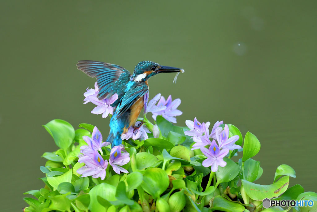 ホテイアオイとカワセミ