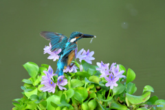 ホテイアオイとカワセミ