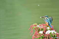 馬酔木とカワセミ