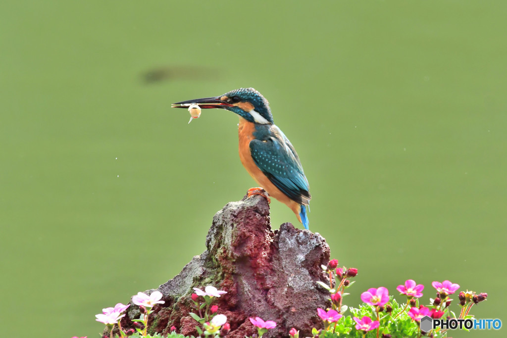 雲間草とカワセミ