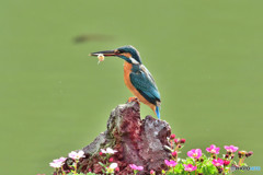 雲間草とカワセミ