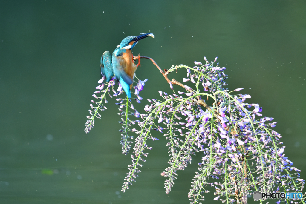藤の花とカワセミ