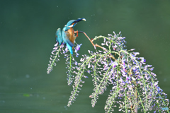 藤の花とカワセミ