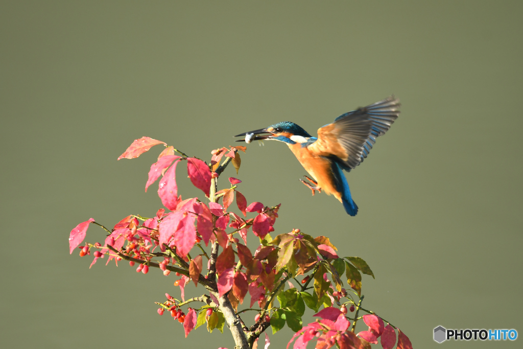 マユミとカワセミ