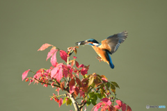 マユミとカワセミ