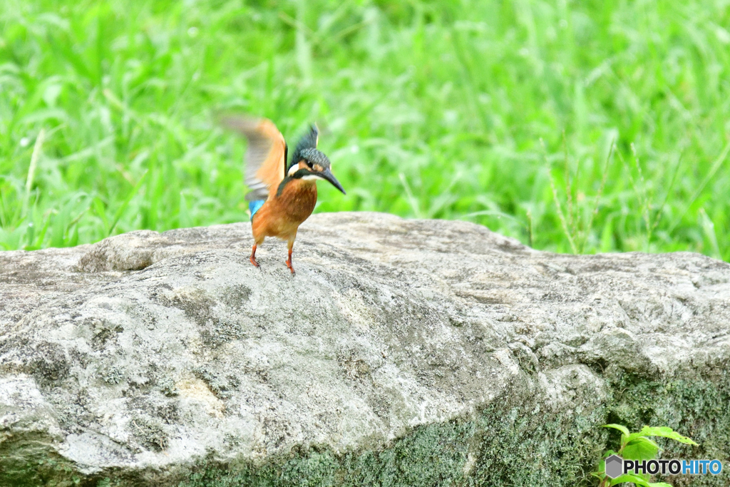 カワセミ