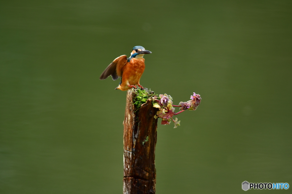 姫踊り子草とカワセミ
