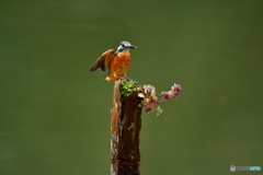 姫踊り子草とカワセミ
