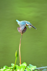ハスの実とカワセミ
