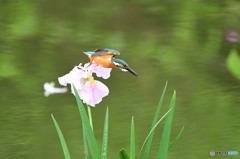 ハナショウブとカワセミ