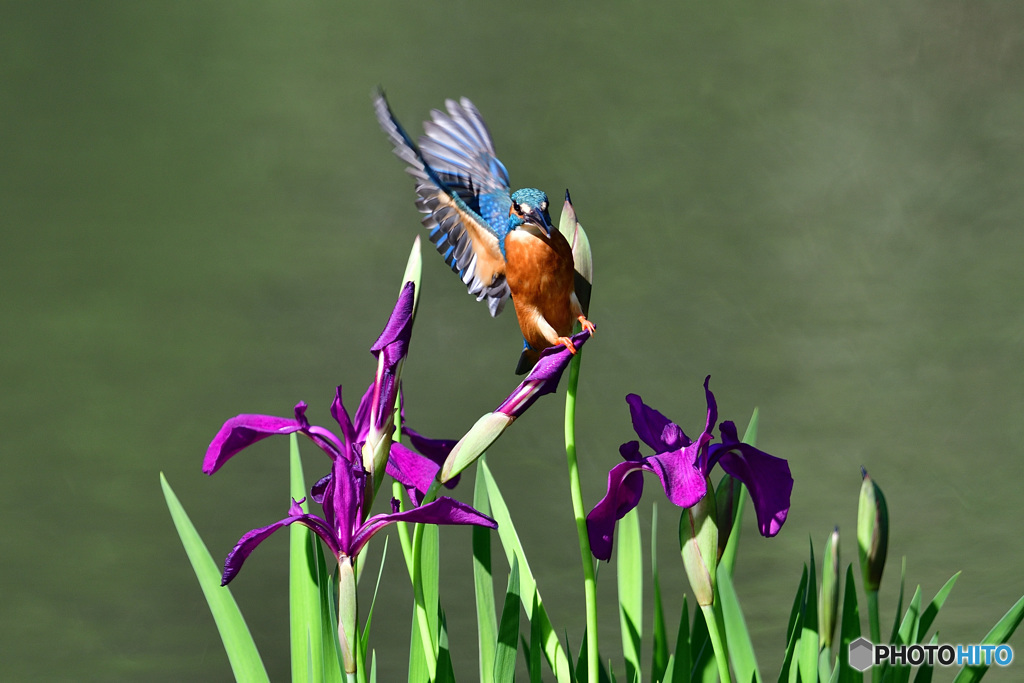 カキツバタとカワセミ