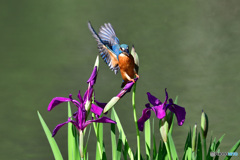 カキツバタとカワセミ