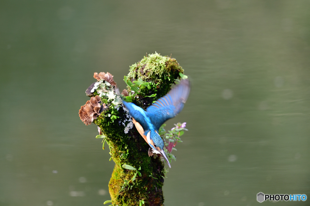 コケとカワセミ