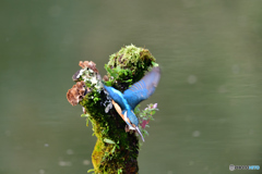 コケとカワセミ