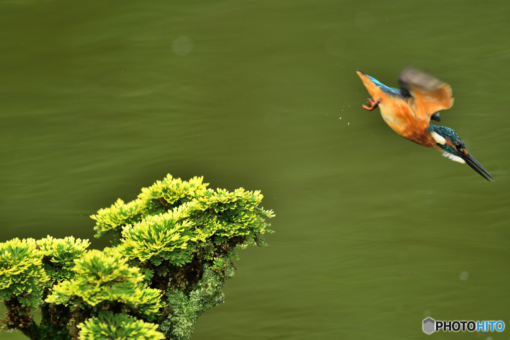 岩松とカワセミ
