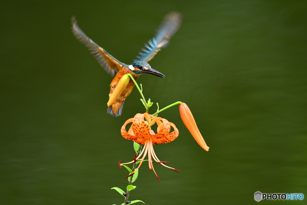オニユリとカワセミ