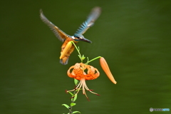 オニユリとカワセミ