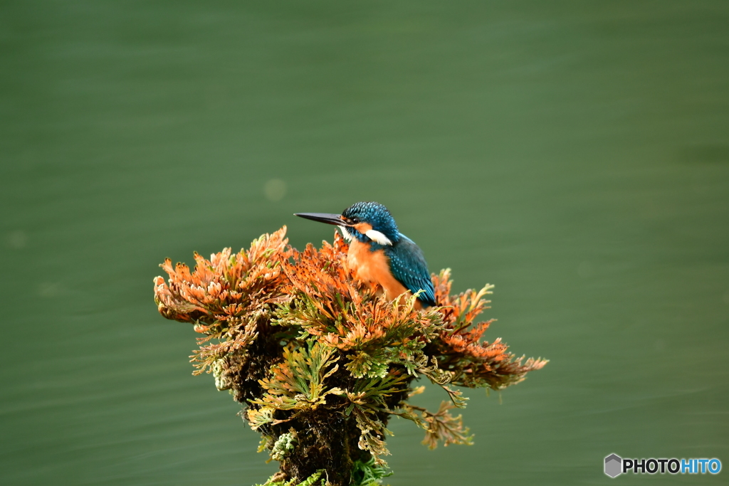 岩松とカワセミ