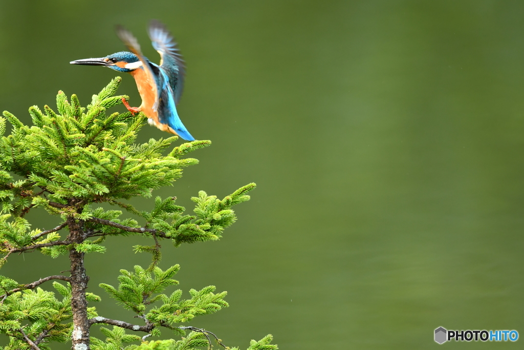 エゾマツとカワセミ