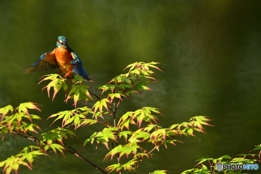 紅葉とカワセミ