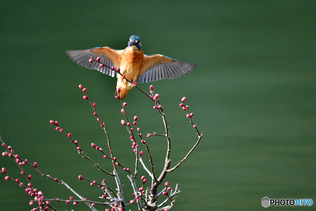 紅梅とカワセミ