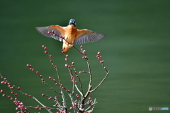 紅梅とカワセミ
