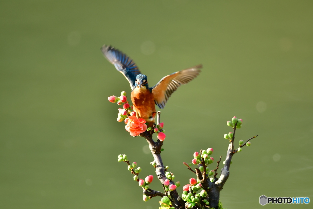 ボケの花とカワセミ