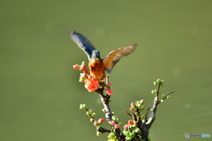 ボケの花とカワセミ