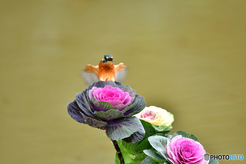 葉ボタンとカワセミ