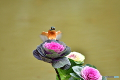 葉ボタンとカワセミ