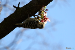 桜の密を吸う、コゲラ