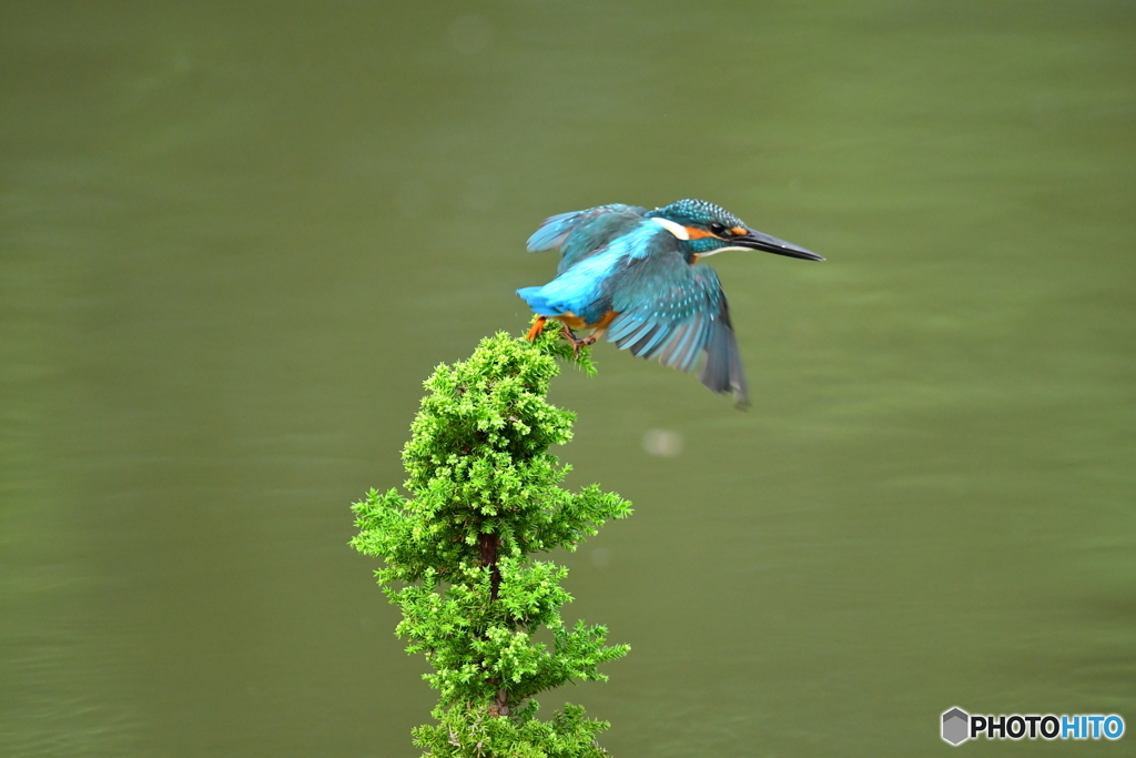 スギとカワセミ