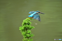 スギとカワセミ