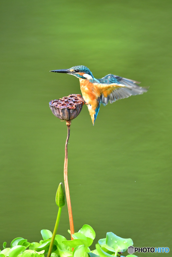 ハスの実とカワセミ