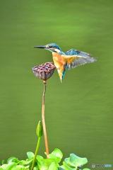 ハスの実とカワセミ