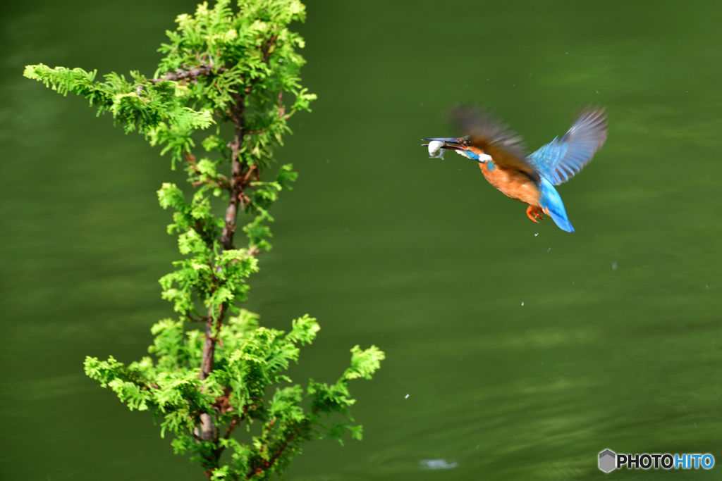 ヒバとカワセミ