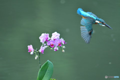 胡蝶蘭とカワセミ