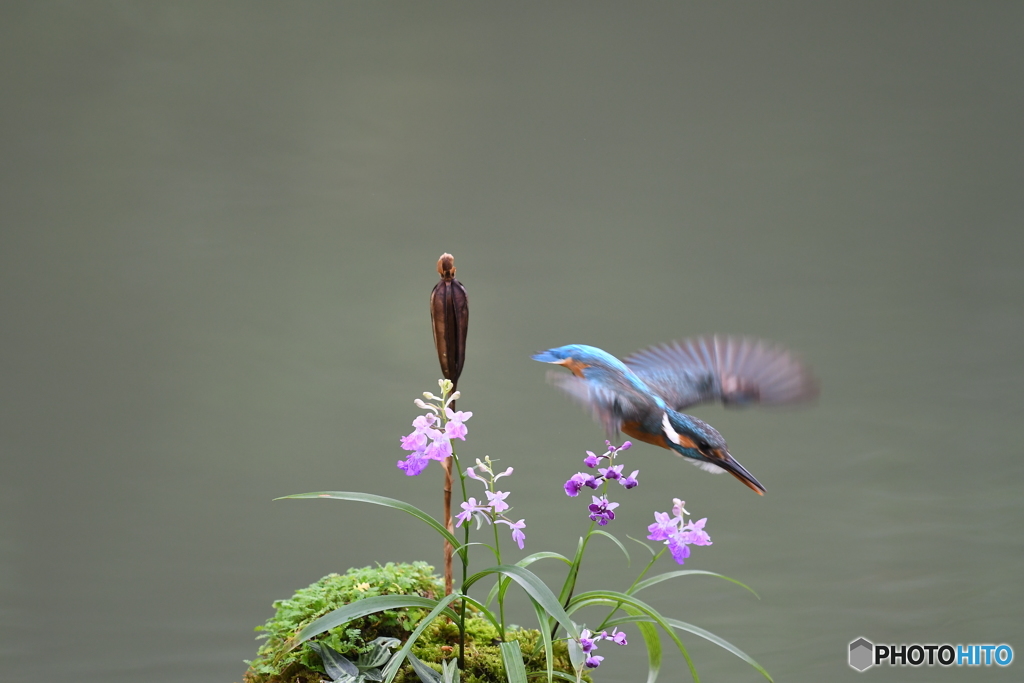 ウチョウランとカワセミ