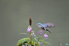 ウチョウランとカワセミ
