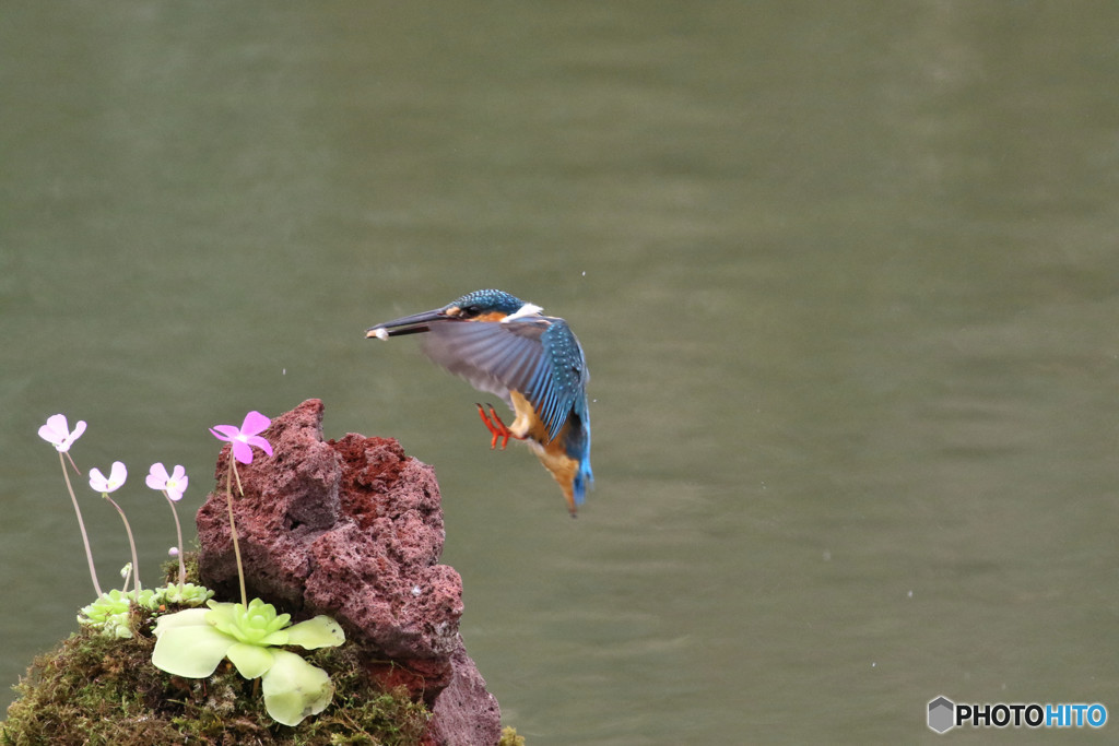 虫取りスミレとカワセミ
