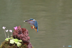 虫取りスミレとカワセミ