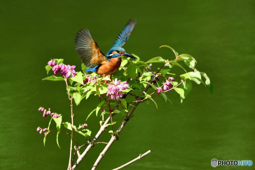 紅ウツギとカワセミ